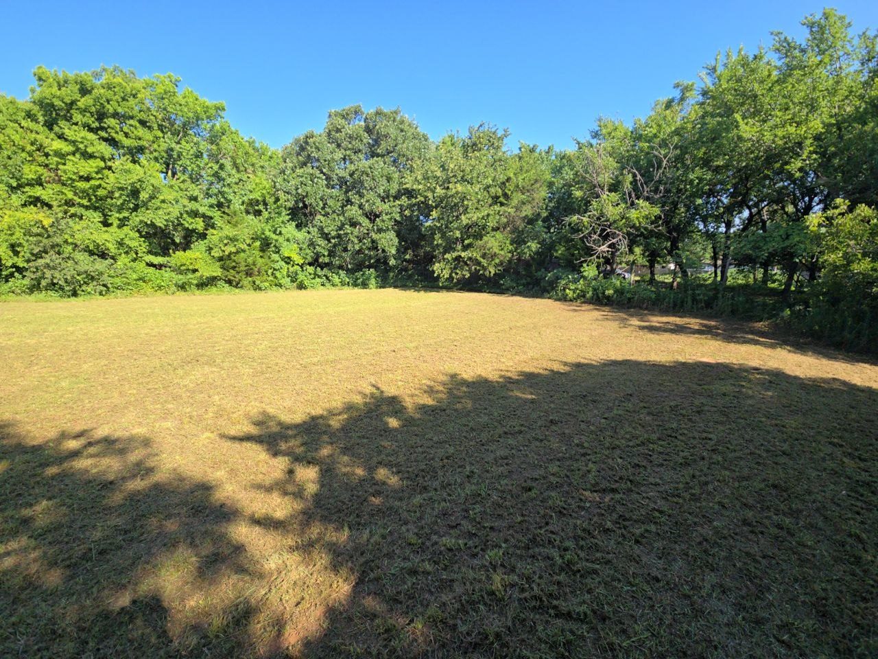 After: field edge and tree line cut down after cleanup