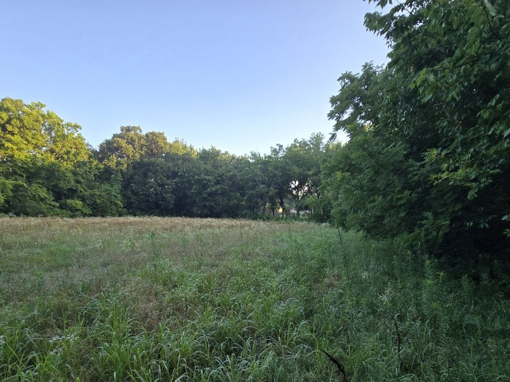 Before: overgrown field edge and tree line before cleanup