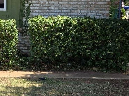After: front shrubs trimmed back and bed area cleaned up by Perry Landscaping