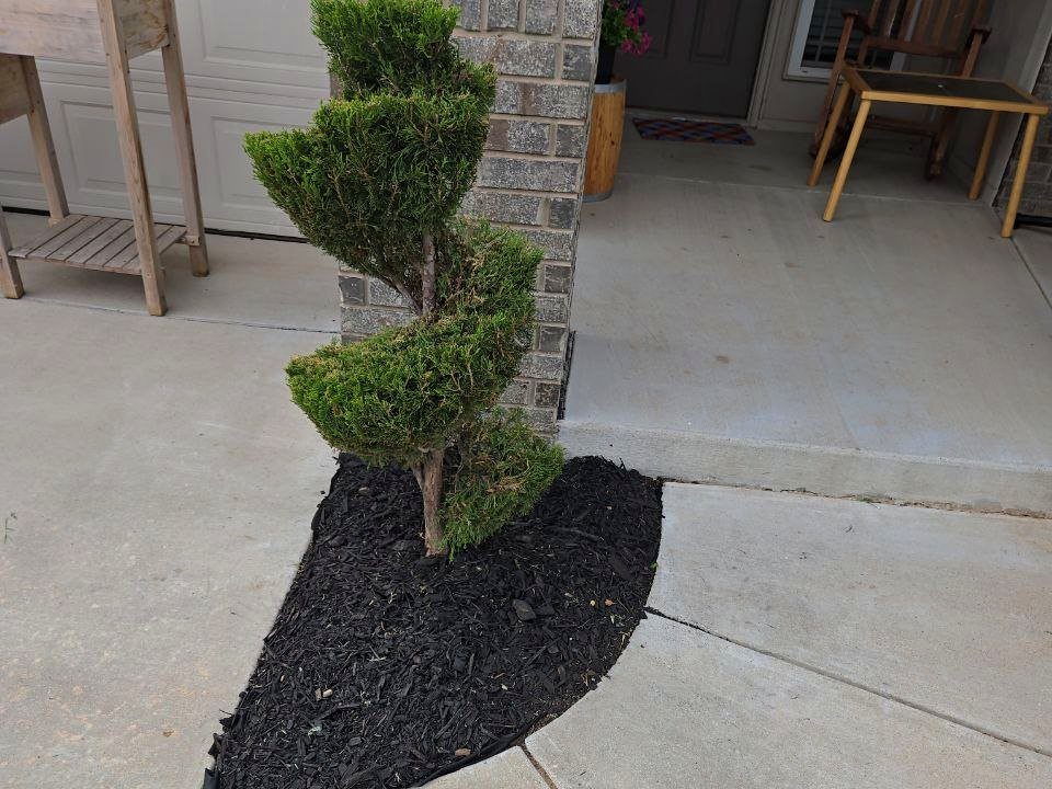 Trimmed spiral shrub set in a fresh black mulch bed by Perry Landscaping